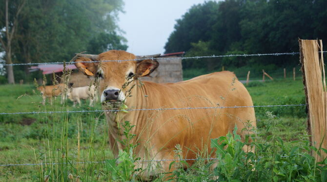 Ausdrucksvolle Augen in weißen Augenringen: Aubrac-Rinder sind Schönheiten.  FOTOS: WURSTER