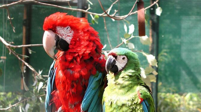 Ein Papageienpärchen, wie es Normalsichtige wahrnehmen: scharf und in Farbe.