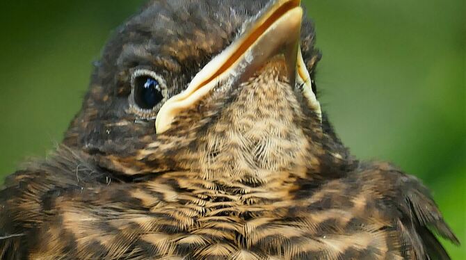 Noch ein Grünschnabel ist diese Amsel.