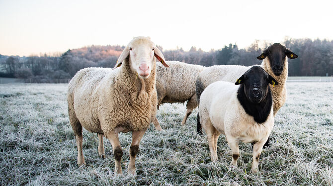 Der Viehdieb kam im Spätherbst bei Nacht und nahm mindestens 22 Schafe mit. Die genaue Zahl konnte nicht ermittelt werden. FOTO: