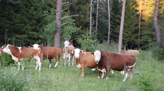 Die Ödenwaldstetter Hinterwälder Rinder halten den Hutewald im Weidental frei.  FOTOS: WURSTER