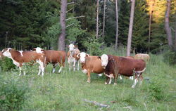 Die Ödenwaldstetter Hinterwälder Rinder halten den Hutewald im Weidental frei.  FOTOS: WURSTER