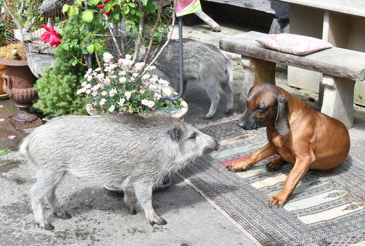 Angeblicher Jagdhund FOTO MEYER_3571