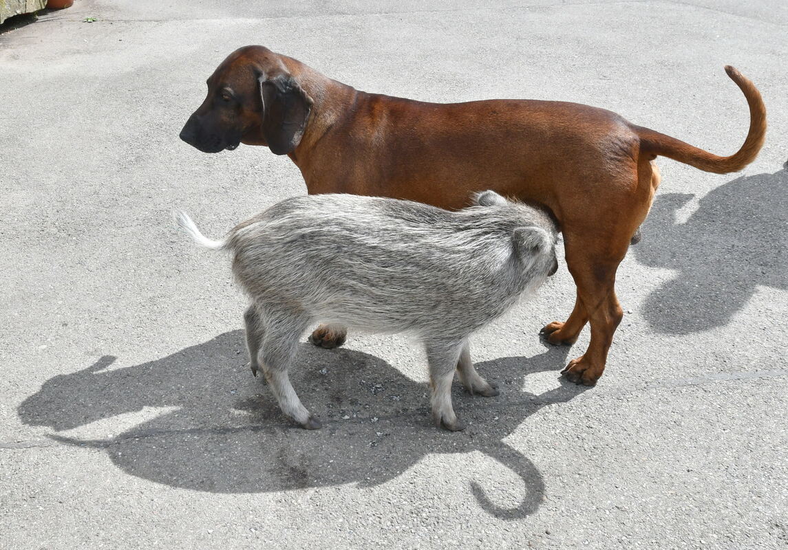 Angeblicher Jagdhund FOTO MEYER3517