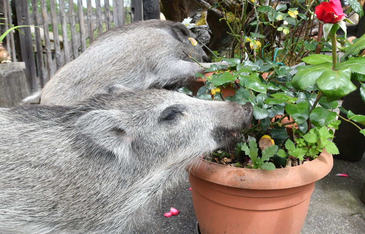 Blumenliebhaber FOTO MEYER3559