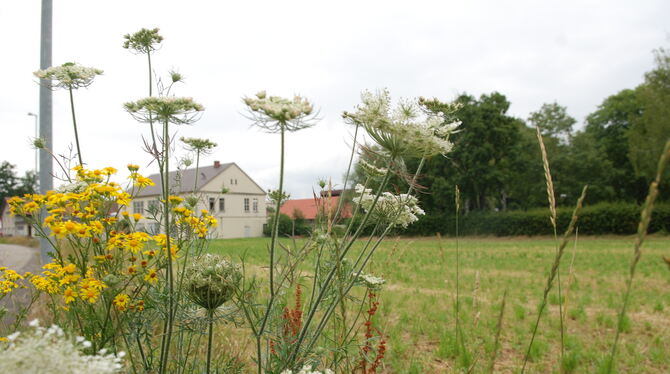 Hinter der baumgesäumten Liegewiese des Metzinger Freibads soll das neue Metzinger Zollamt entstehen, das die Zollämter in Reutl
