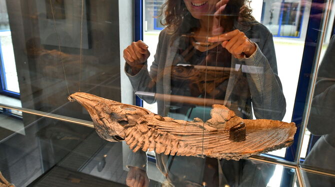 Geologin Dr. Annette Schmid-Röhl zeigt den Fischsaurier Hauffiopteryx altera im Fossilienmuseum Dotternhausen.  FOTO: MEYER