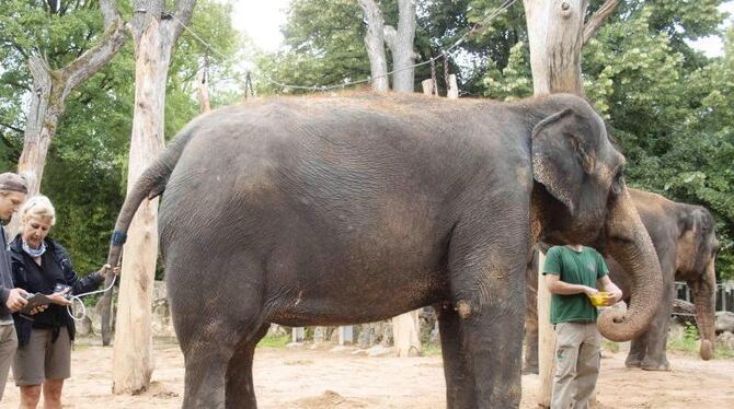 Blutdruckmessung bei Elefanten