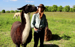 Für Ulrike Schaich sind Lamas Gefährten. Ihre Liebe zu den Tieren entdeckte sie 1976 auf der Farm ihrer Tante in Ecuador. FOTOS: