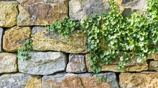Mauern können schön sein. Manchmal sorgen sie aber auch für Meinungsverschiedenheiten. FOTO: ADOBE STOCK