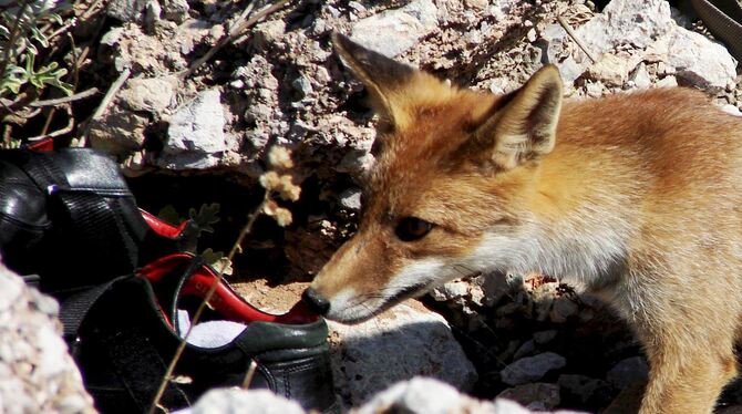 Leider immer noch kein Beweisbild von Sirchingen. Dieser Fuchs wurde in  Italien auf frischer Tat ertappt. FOTO: DPA