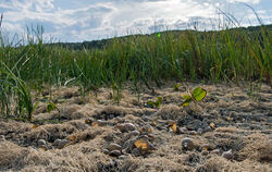 Stinkende Überreste der einstigen Unterwasserflora und -fauna.  FOTO: PULVERMÜLLER