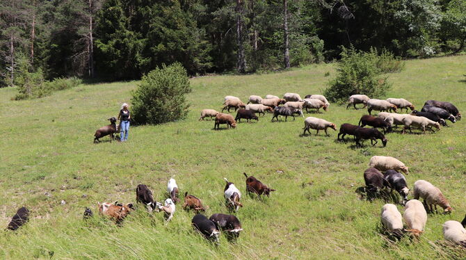 Heike Ott bei ihren Schafen auf der Weide.  FOTOS: BLOCHING