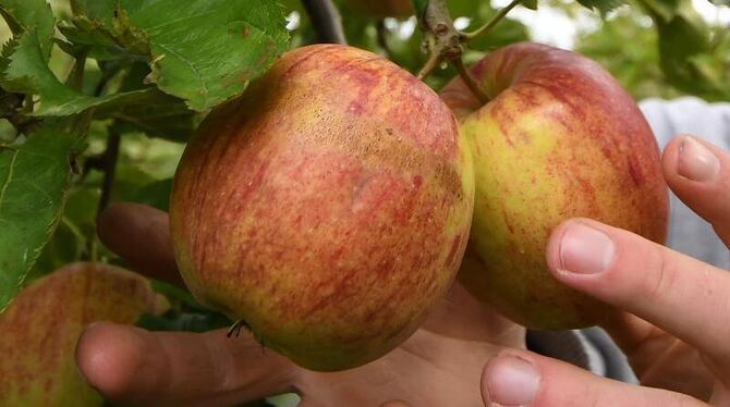 Heimische Äpfel, frei verfügbar zum Kostenlosen Ernten.