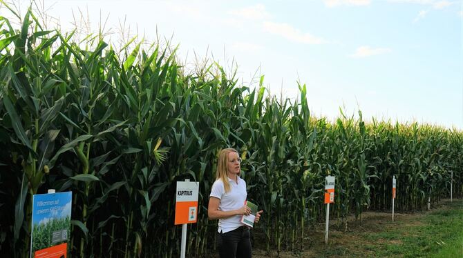 Mais-Expertin Daniela Knorr zeigt auf dem Kusterdinger Versuchsfeld verschiedene Sorten und erklärt Vor- und Nachteile.  FOTO: S