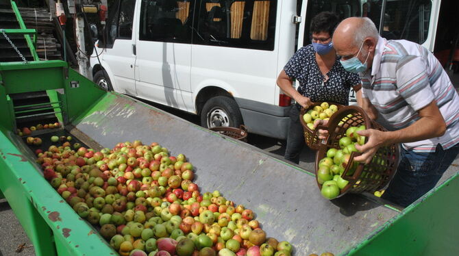 Großer Andrang an der einzigen Obstannahme in Mössingen bereits in den ersten Tagen. FOTO: MEYER