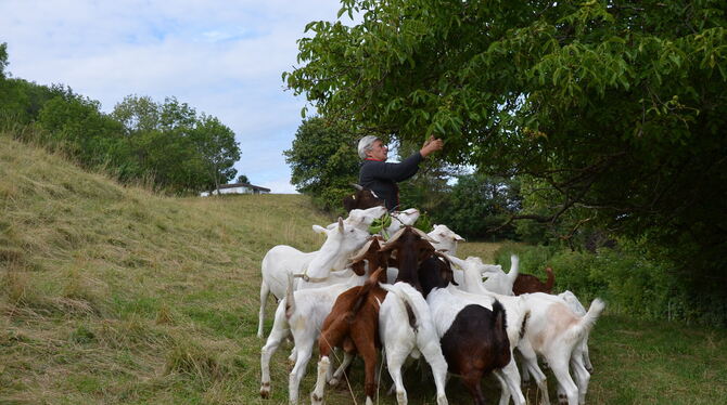 Umzingelt von ihren Ziegen: Lydia Graw auf der Landesziegenweide Pfullingen. FOTO: OTT