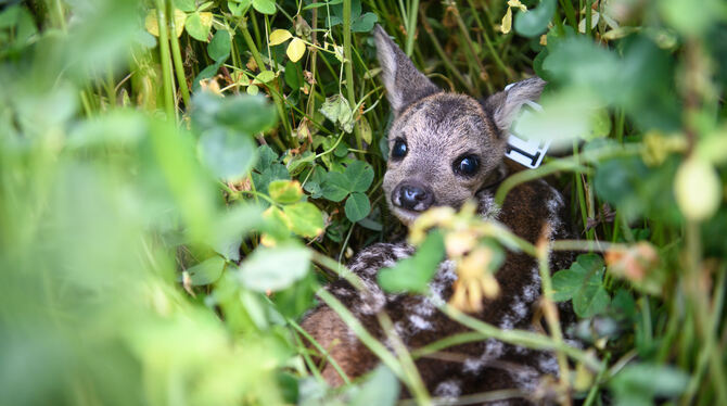 Der Instinkt, sich bei Gefahr unsichtbar zu machen, kann im hohen Gras für Kitze lebensgefährlich werden.  FOTO: BALK/DPA