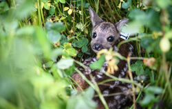 Der Instinkt, sich bei Gefahr unsichtbar zu machen, kann im hohen Gras für Kitze lebensgefährlich werden.  FOTO: BALK/DPA