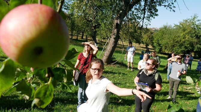 Die Leiterin der Obstversteigerung in Aktion: Lea Pflumm zeigt, wo es langgeht – immer zu den reifen Äpfeln.  FOTO: LEISTER