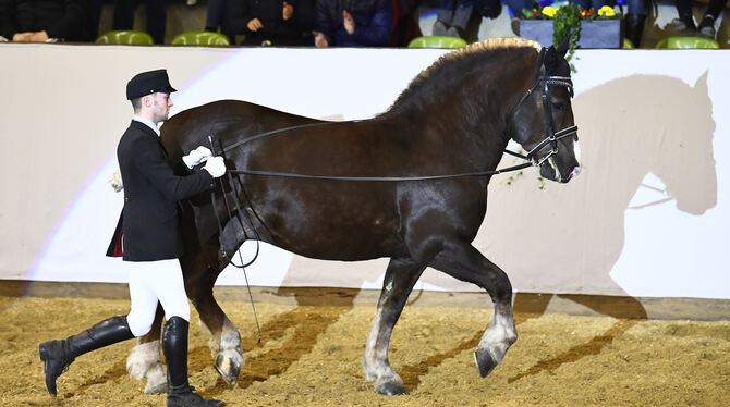Keine Hengstparaden: Marbach mit alternativem  Angebot.  FOTO: SCHREINER