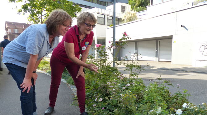 »Überall sind Bienen«: Rose Stoll freut sich mit Bund-Mitglied Reinhild von Brunn (von links) über den Erfolg ihres Einsatzes in