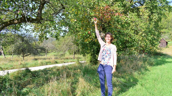 An den meisten Bäumen hängen nur noch wenige Äpfel, wie hier im Maisental bei Bad Urach. "Überall werfen die Bäume ihre Früchte