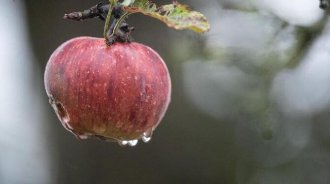 Ein nasser Apfel hängt auf einer Streuobstwiese an einem Baum