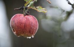 Ein nasser Apfel hängt auf einer Streuobstwiese an einem Baum