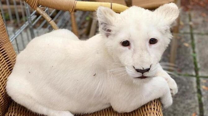 Das weiße Löwenbaby liegt in einem Korbsessel