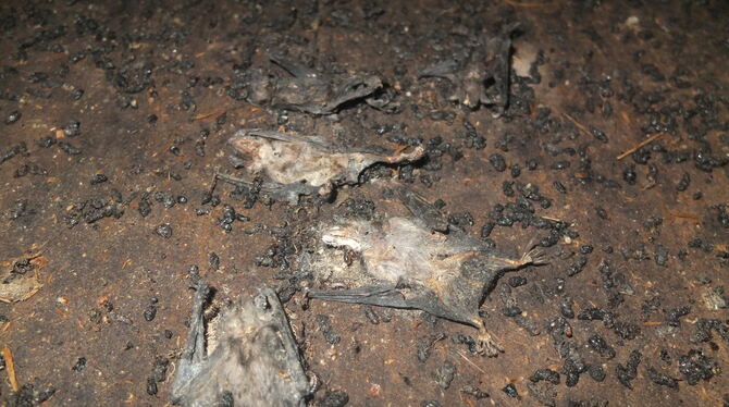 Wahrlich kein  schöner Anblick: Jungtiersterben in der Fledermaus-kolonie in der  Metzinger Martinskirche, dokumentiert von der