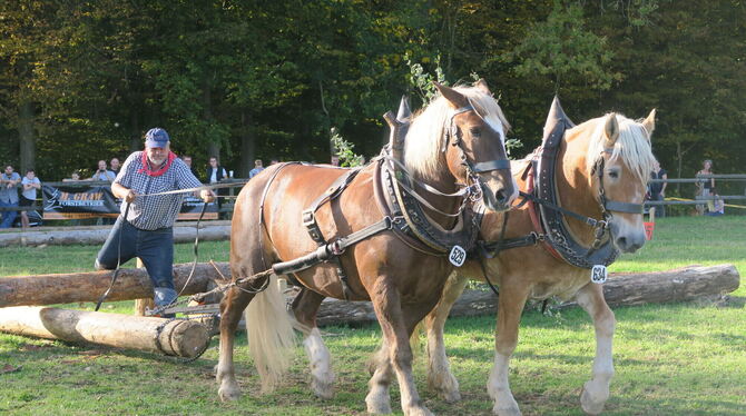 Richard Wöhr transportiert beim Fuhrmannstag im vergangenen Jahr einen 200 Kilogramm schweren Baumstamm mit seinen Pferden. Sie