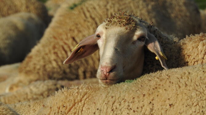 Die Samen des Odermennigs krallen sich in der Frisur eines Schafs auf der Alb fest.  FOTO: KÜNKELE