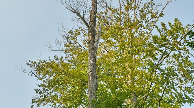 Schäden durch den Klimawandel im Wald: Buche mit abgestorbenen Ästen und eine bereits tote Buche im Schönbuch bei Bebenhausen. Schäden durch den Klimawandel im Wald: Buche mit abgestorbenen Ästen und eine bereits tote Buche im Schönbuch bei Bebenhausen.