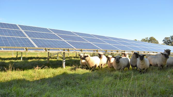 Wiesen von Solarparks werden von Schafen beweidet. Ein ähnliches Bild könnte sich in Trochtelfingen  bieten. ARCHIVFOTO: ENERGIE