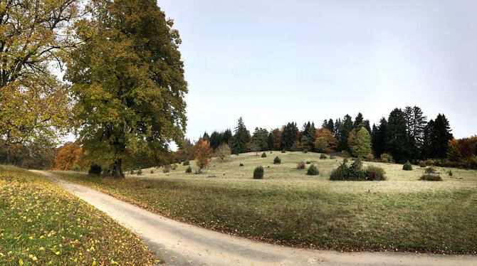Wachholderheide und Weidbuchen prägen das Bild des Naturschutzgebiets Greuthau.  FOTO: PIETH