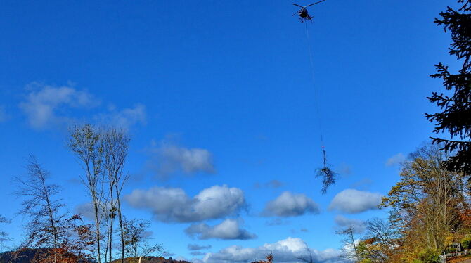 Spektakulärer Einsatz: Ein Hubschrauber transportiert die maroden Bäume in der Honauer Steige ab.   FOTO: NIETHAMMER