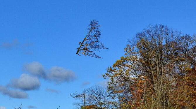 Der Takt ist hoch: Baum um Baum schleppt der Hubschrauber an.