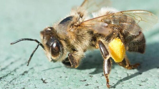 Eine tote Biene mit Blütenpollen an den Hinterbeinen