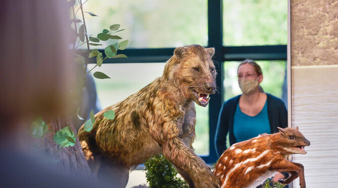 Alltag vor Millionen Jahren: Bärenhund jagt Hirschferkel.  FOTO: KOVALENKO / NATURKUNDEMUSEUM