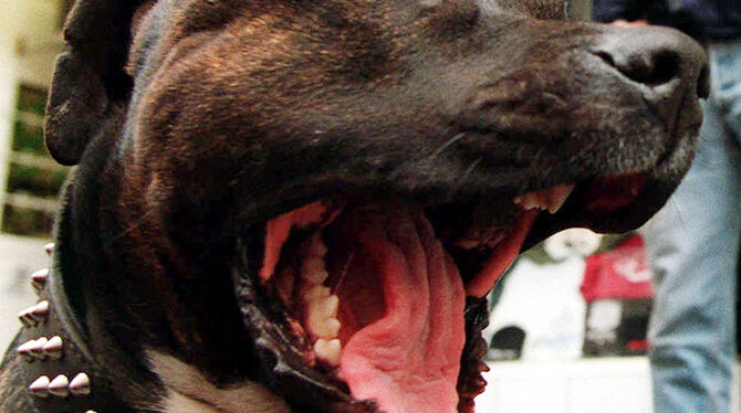 Wer einen Kampfhund hält und in Engstingen lebt, muss künftig 500 Euro Hundesteuer im Jahr bezahlen.   FOTO: AP