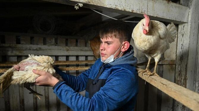 Nic Dilger aus Tettnang rettet Hühner aus Legebatterie
