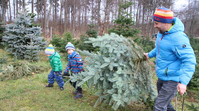 Selbst Hand anlegen können Baumkäufer bei der Christbaum-Kultur in Würtingen, die in der Adventszeit ein echtes Ausflugsziel für