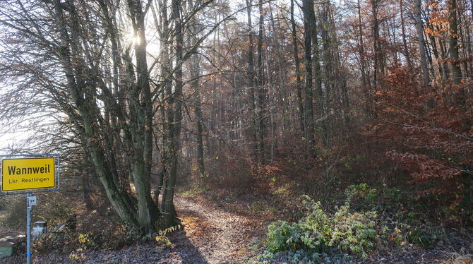Wald ist weit mehr als nur der Rohstoff Holz: Im Wannweiler Gemeinderat ging es um den Betriebsplan für den Gemeindewald. FOTO: