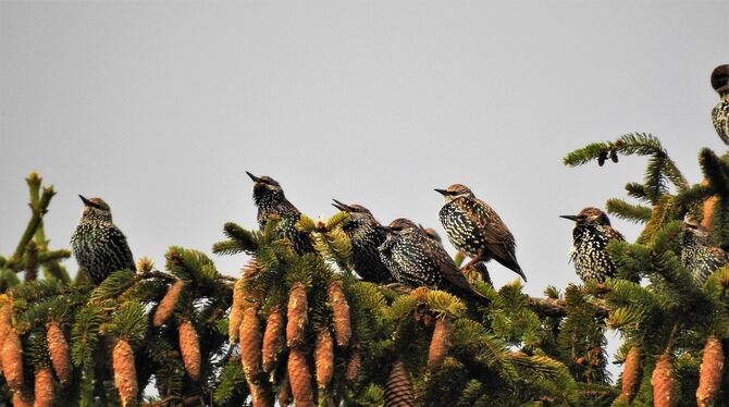 Ein Starentrupp genießt die Morgensonne auf einem Fichtenast.  FOTO: KÜNKELE