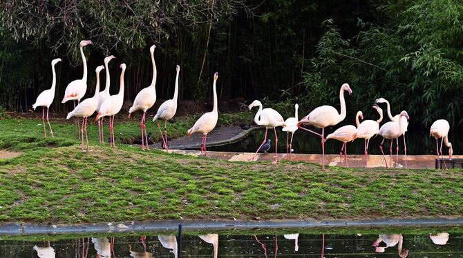 Die Flamingos in der Wilhelma können auch bei frostigen Temperaturen draußen sein. FOTO: STOCK/LICHTGUT/PIECHOWSKI