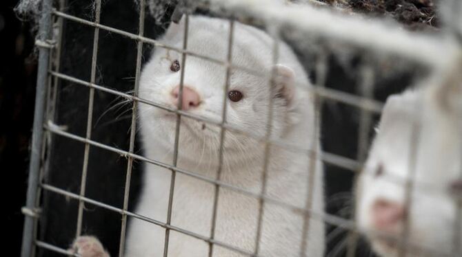 Nerze in einem Käfig