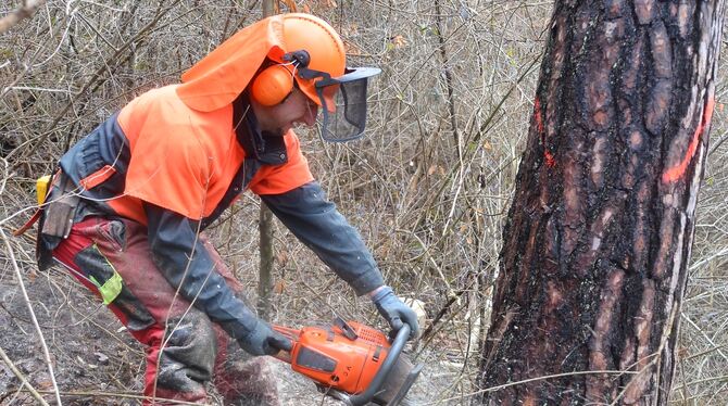 Forstarbeiten im Hangwald oberhalb der B 297 bei Pliezhausen. In diesem Jahr hat die Gemeinde mit dem Wald Geld verdient. FOTO: