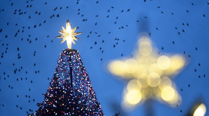 Ein Weihnachtsbaum, um den Vögel fliegen.