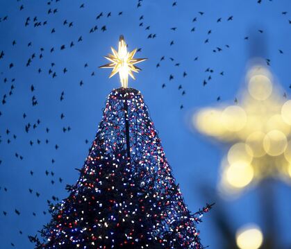  Ein Weihnachtsbaum, um den Vögel fliegen. 
